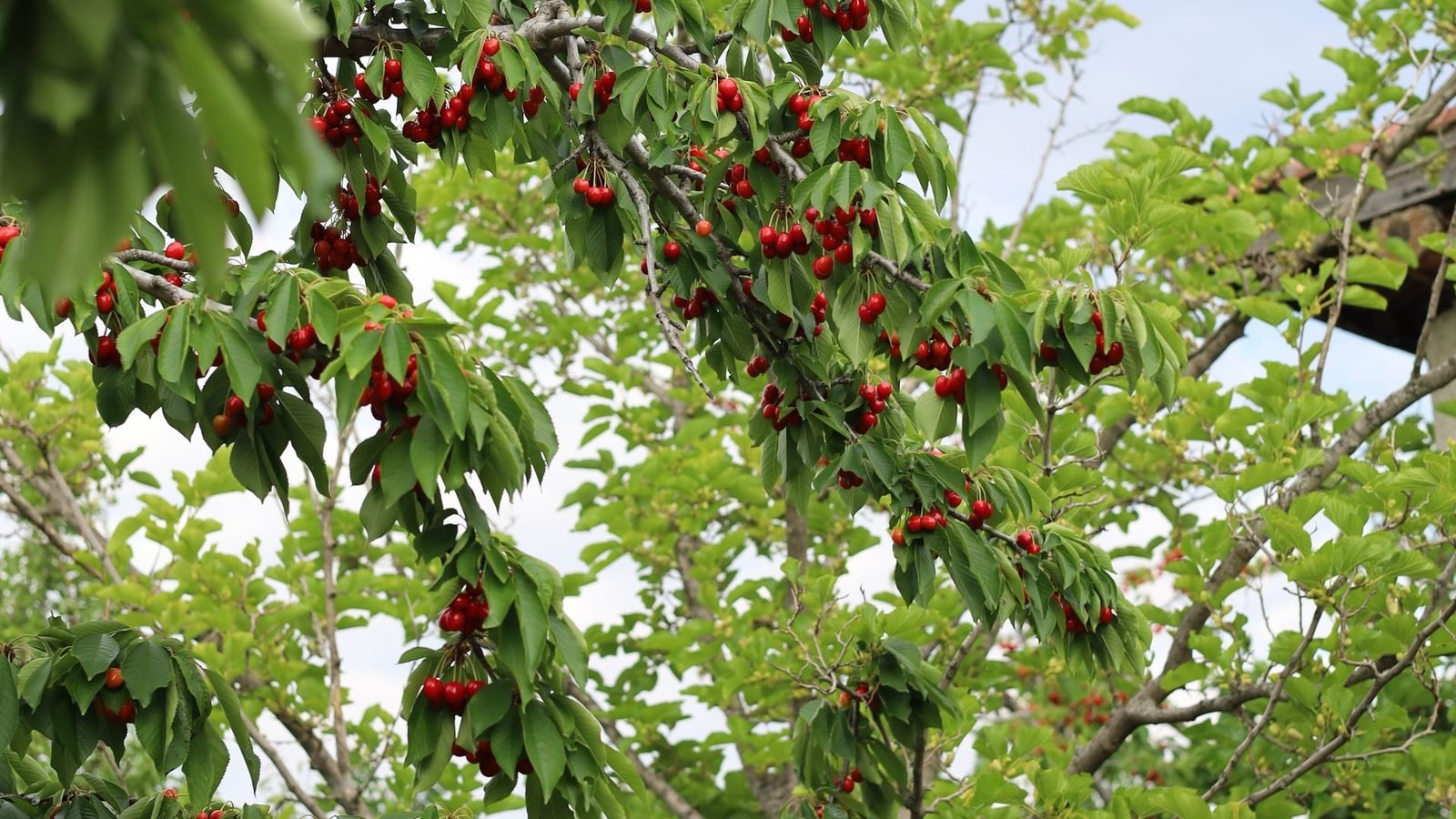 Fresh red cherries ready for fruit filling production